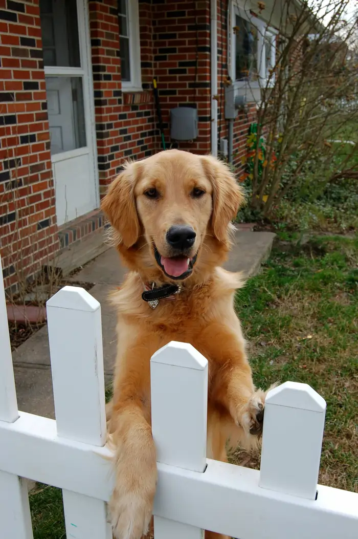 Dog safely playing in a yard with a residential fence